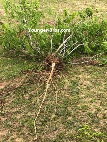 Mesquite Tree Removal: Root Plowing Mesquite trees to remove the entire tree and root system.