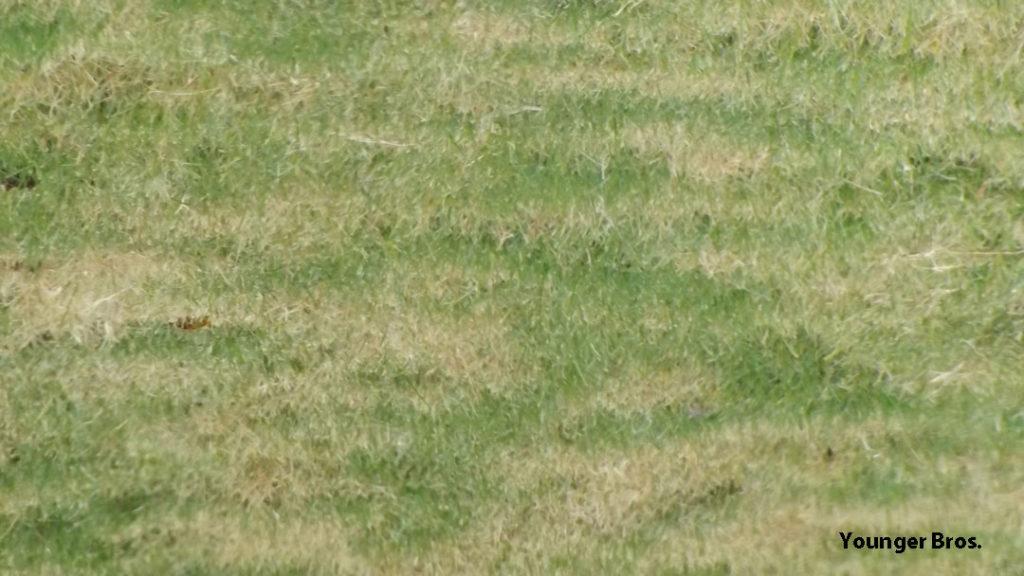 bermuda Grass Tiger Stripes